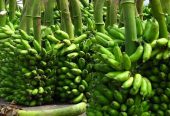 KEITH FOOD SUPPLIER