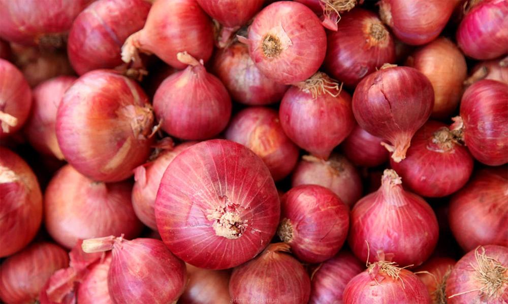 ONION. GALLERY