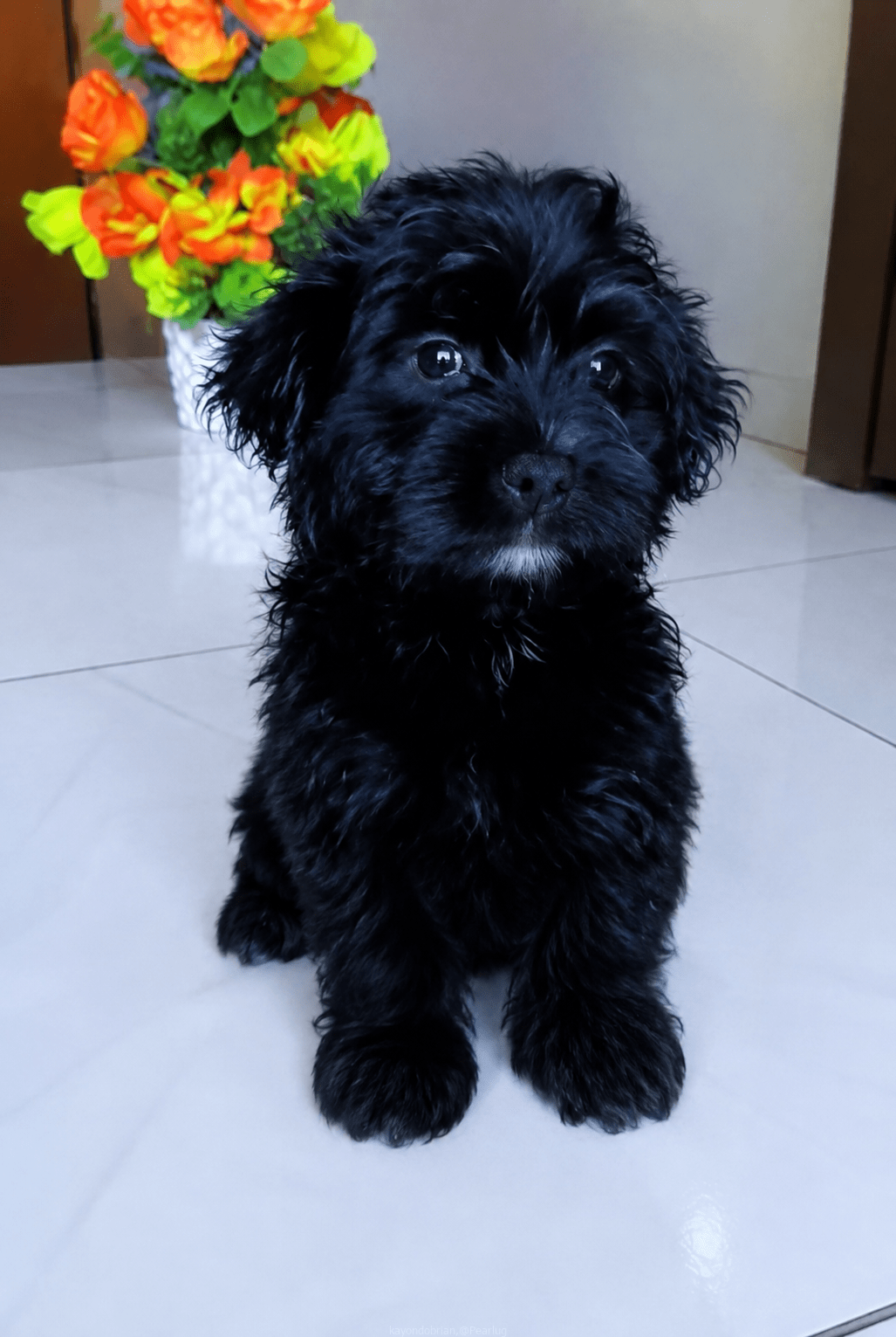 Shih Tzu dog