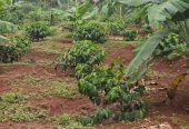 Acres for sale