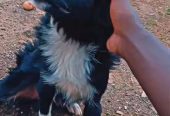 Spitz dog