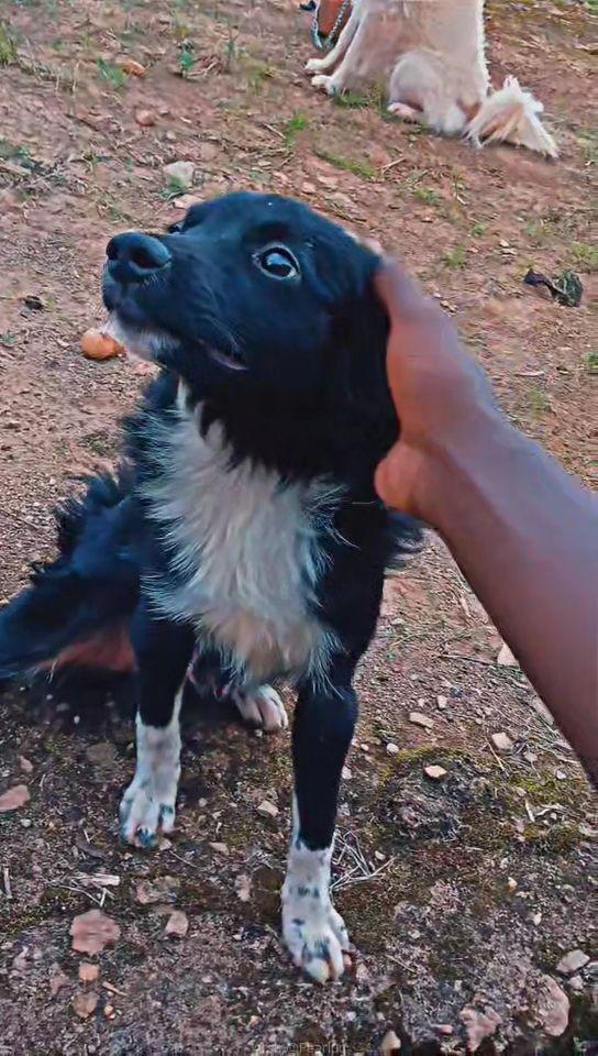 Spitz dog
