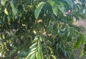Acres for sale