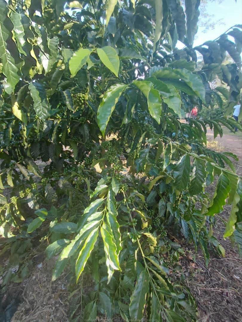 Acres for sale