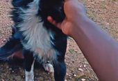 Spitz dog