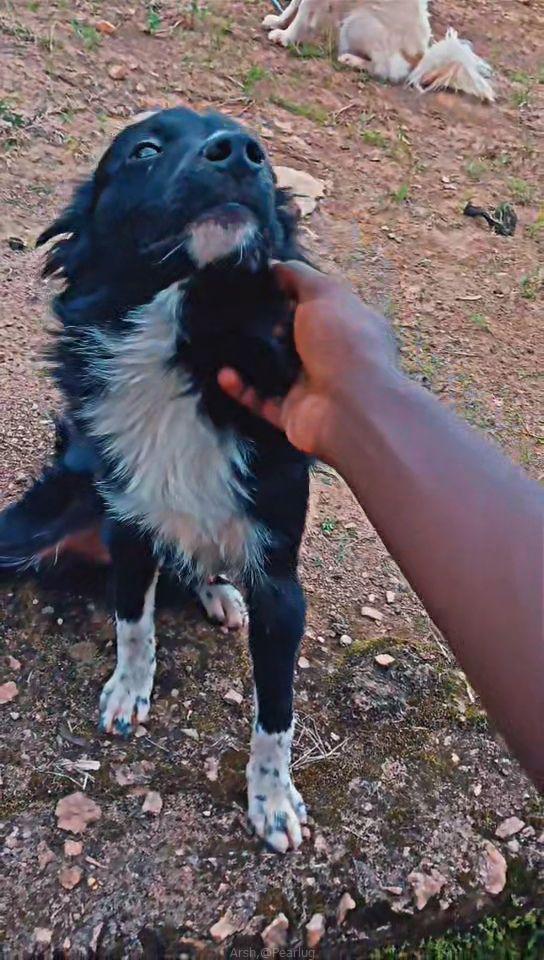 Spitz dog