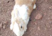 Rabbits for sale at affordable prices