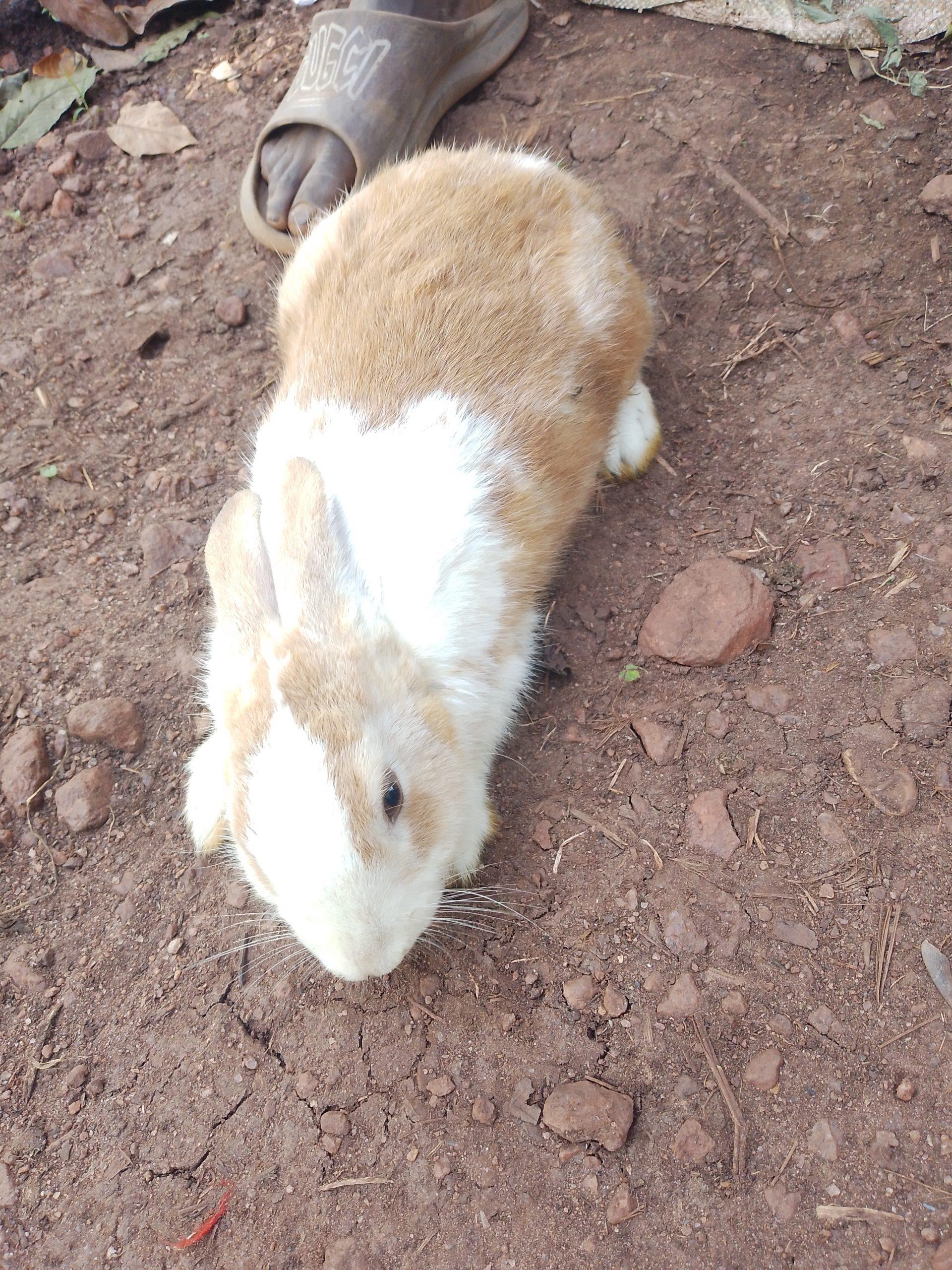 Rabbits for sale at affordable prices