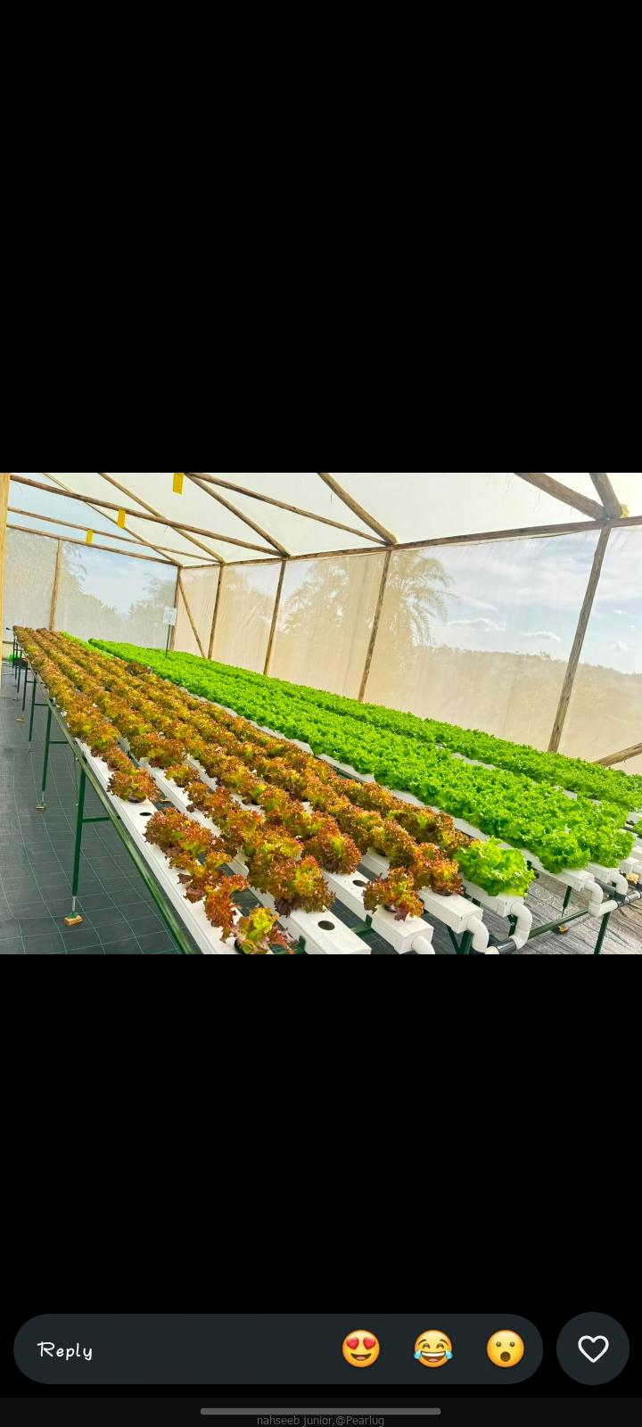 Lettuce