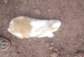 Rabbits for sale at affordable prices