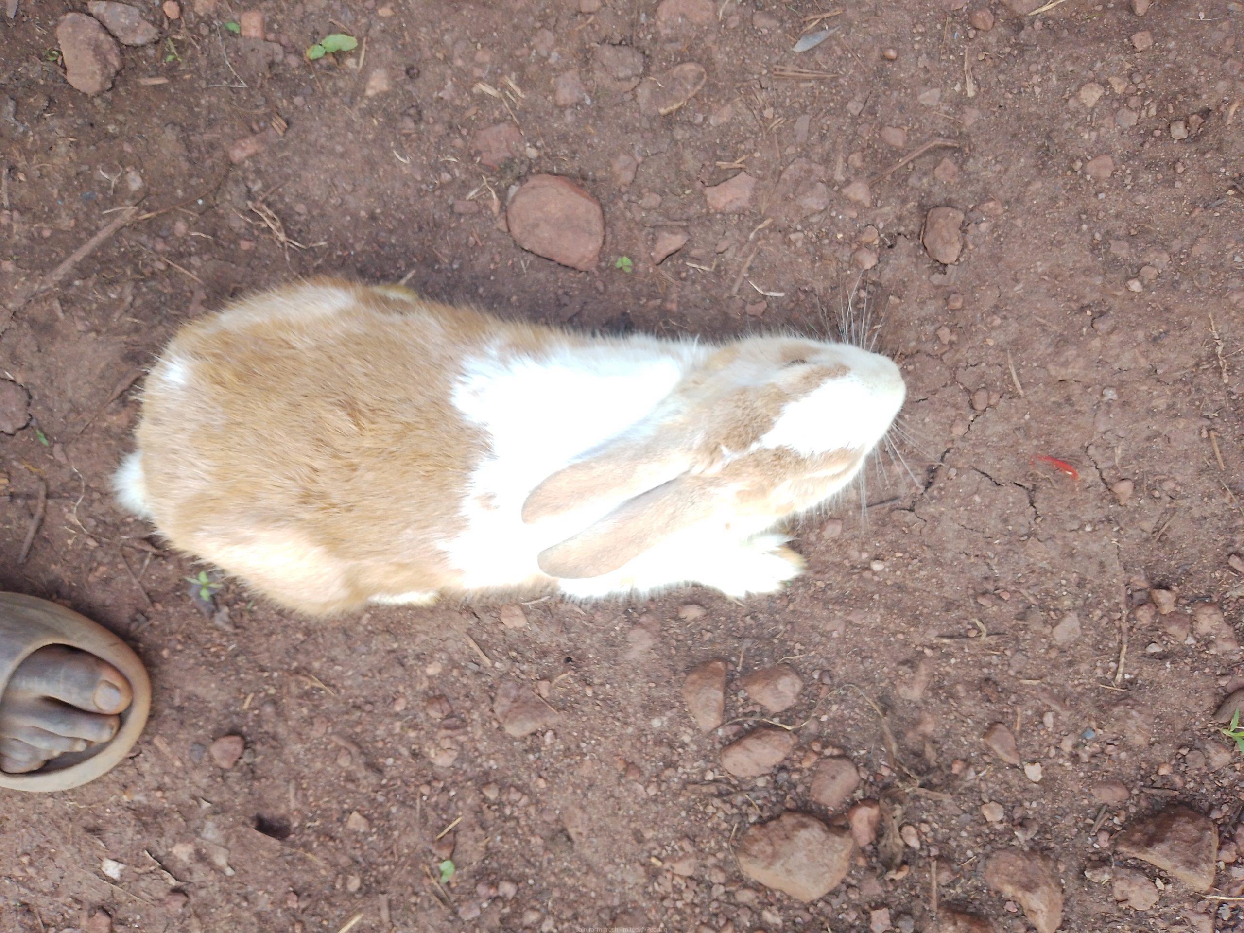 Rabbits for sale at affordable prices