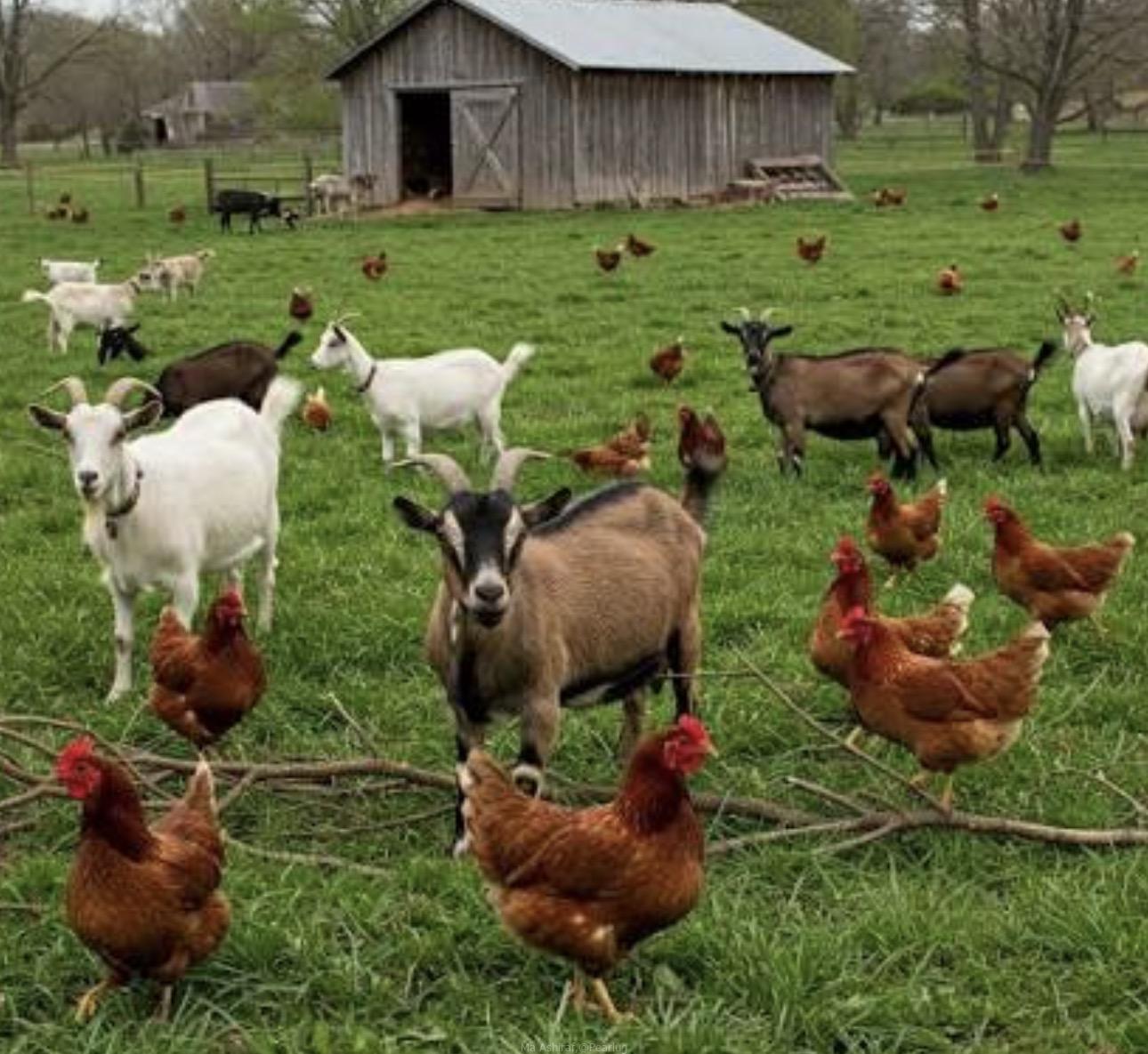 FARM 2 MARKET UG
