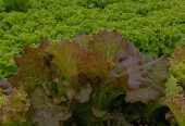 Lettuce