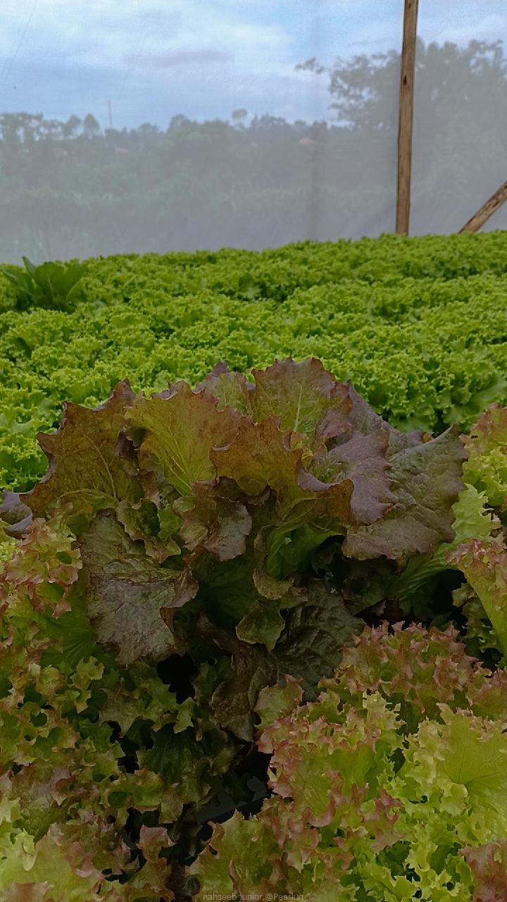 Lettuce