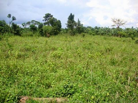 Land for sell in mukono kyagwe