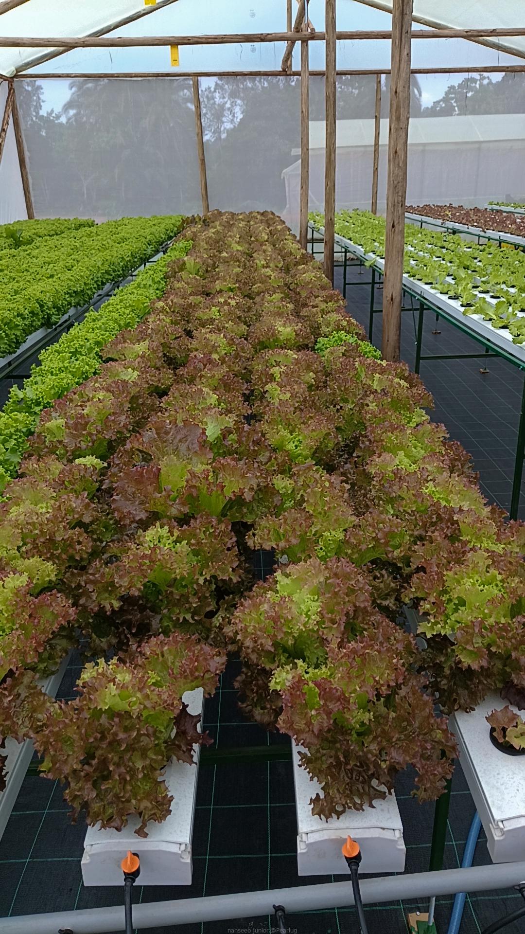 Lettuce