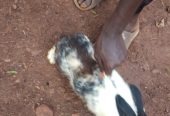 Rabbits for sale at affordable prices