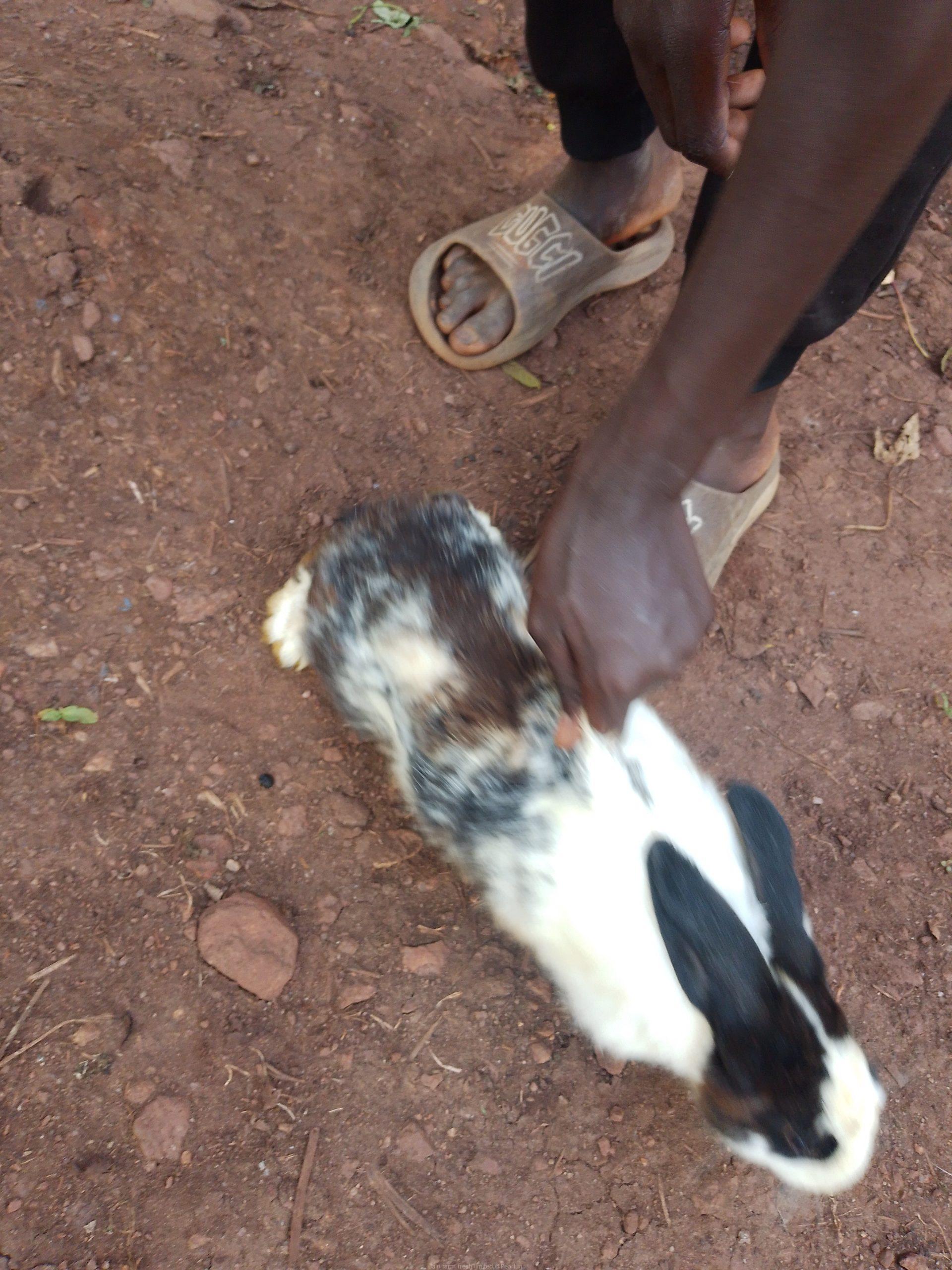 Rabbits for sale at affordable prices