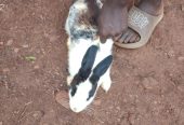 Rabbits for sale at affordable prices