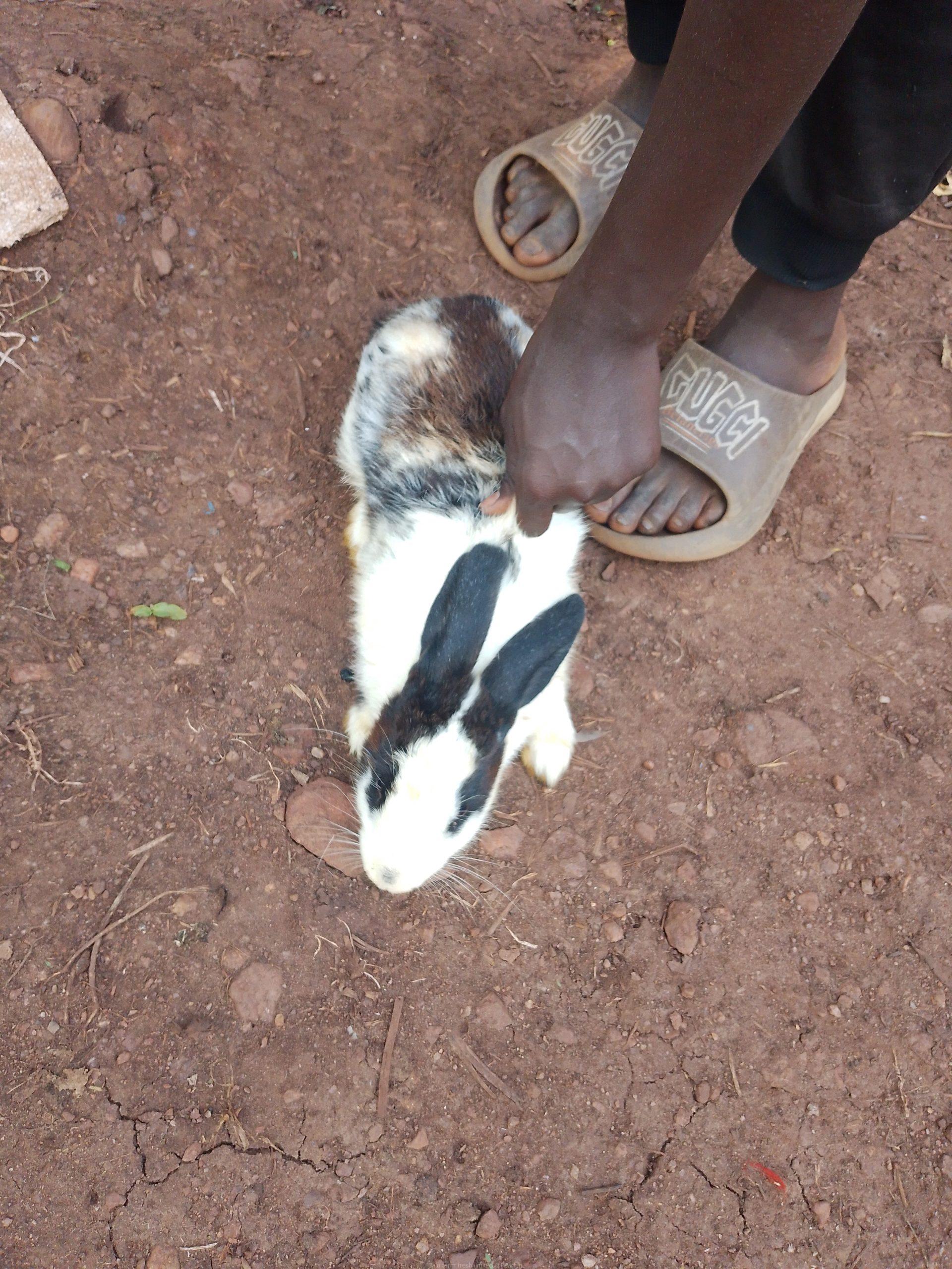 Rabbits for sale at affordable prices